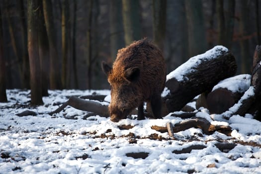 Wild boar