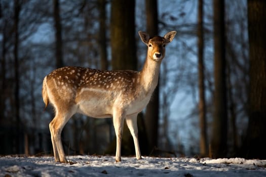 Fallow deer........