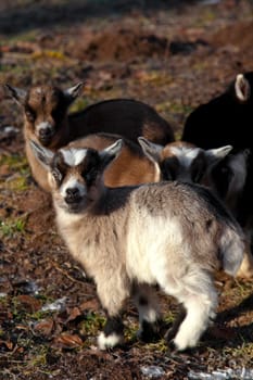 small goats