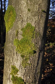 Mossy tree