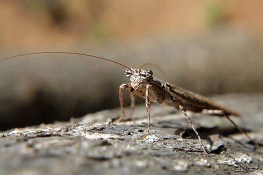 Praying mantis in Sri Lanka