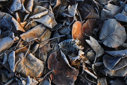 Wilted foliage