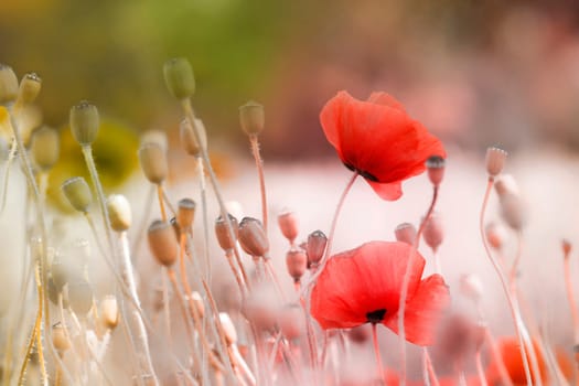 Poppies in landscape with capsules