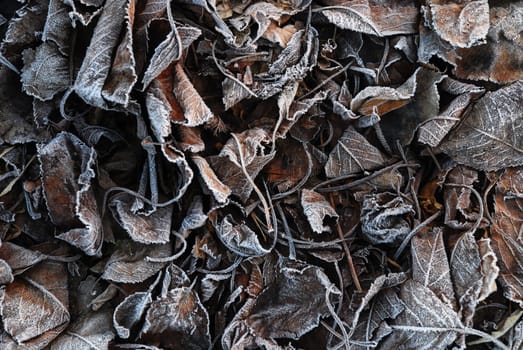 Wilted Leaves