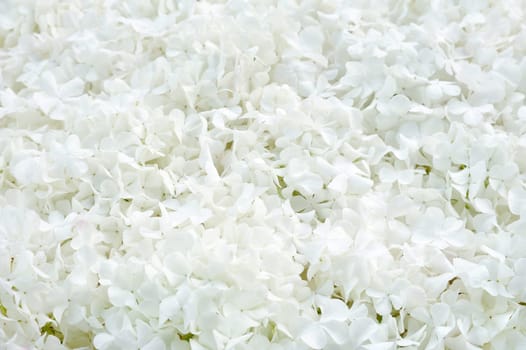 Guelder rose blossoms - background