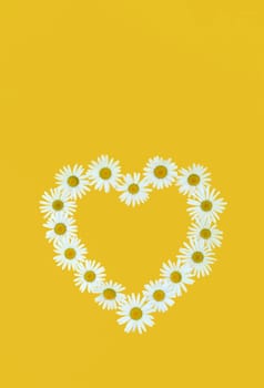 Daisy in love shape over yellow background