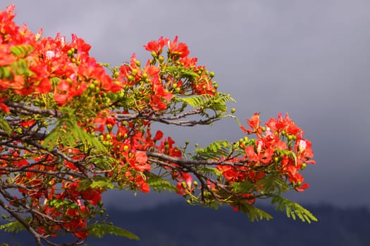 Flamboyant