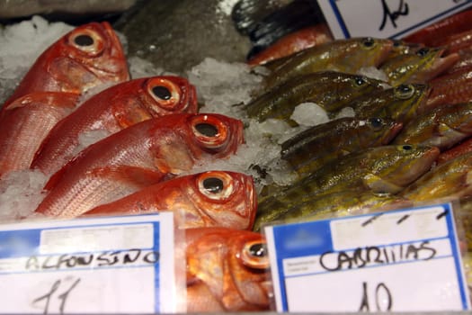 Emperor perch