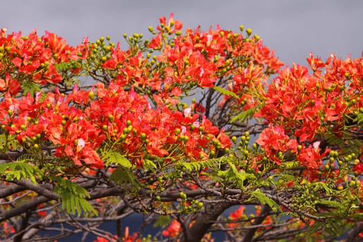 Flamboyant