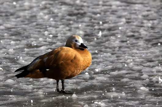 On ice