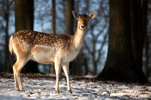 Fallow deer.....