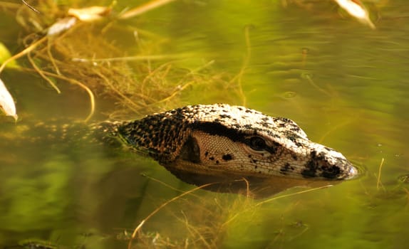 Monitor lizard in a pond in the Philippines