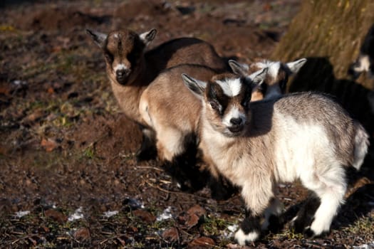 little goats ...