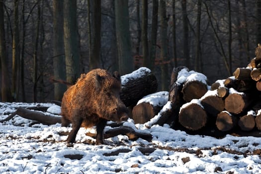 Wild boar.....