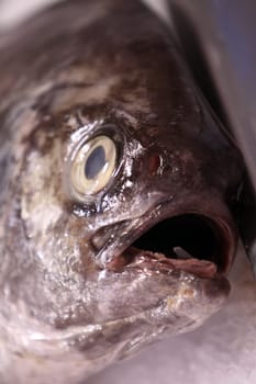 Edible fish