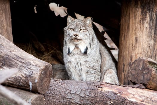 Lynx animal mammal