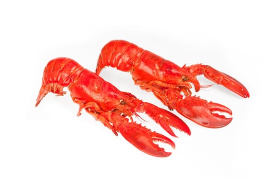 Lobster