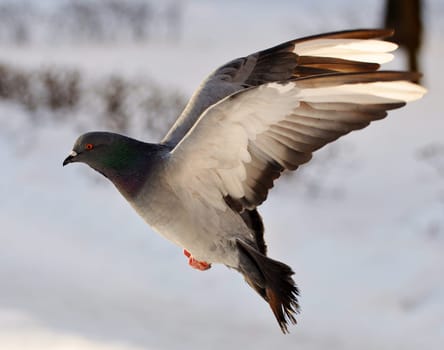 pigeon