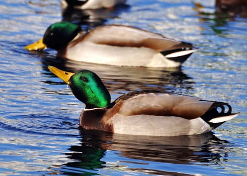 krzyźówka duck
