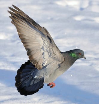 pigeon
