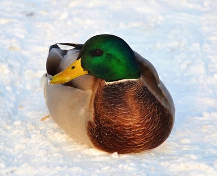 duck cross