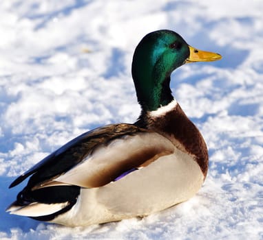 mallard duck