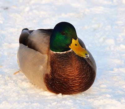 duck cam