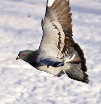 pigeon