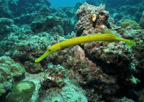 Trumpet fish in the reef
