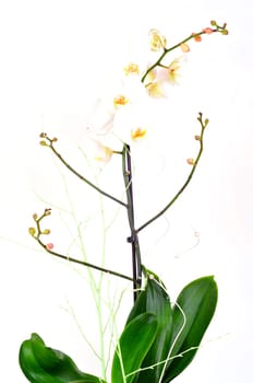 Orchid Flowers