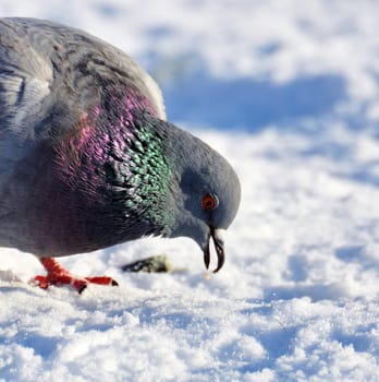 pigeon