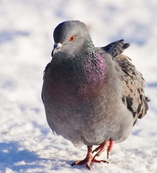 pigeon