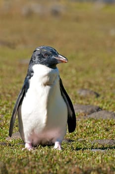 Little Penguin