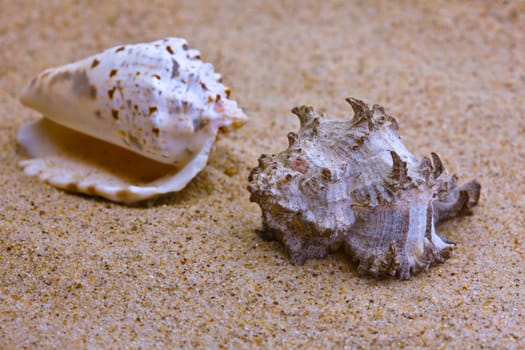 Shells on the beach...