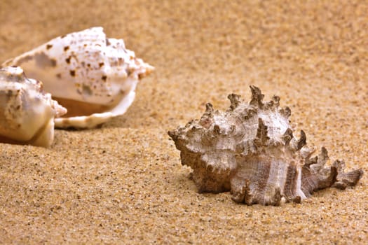 Shells on the beach ......