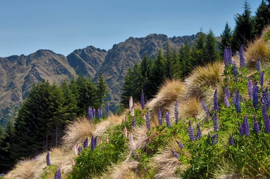 Lupinia Landscape 1