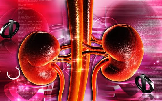 Kidney