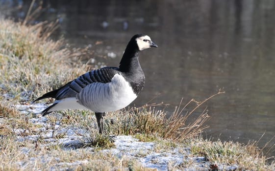 White-cheeked Goose at the Ice Lake