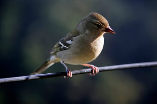 Chaffinch