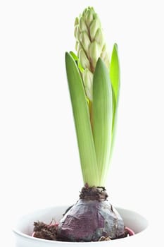 Hyacinth