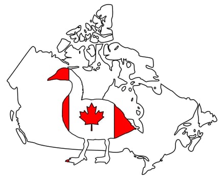 Canada goose Canada