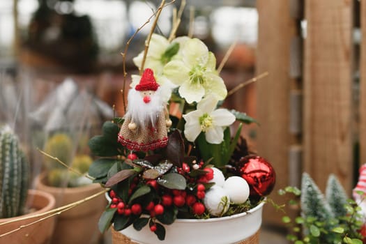 Christmas composition with the plants for Christmas