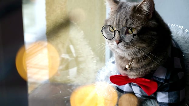 Scottish straight eared cat with glasses and red tie bow on New Year's holiday, celebrating Christmas. Pet sitting on the windowsill at home