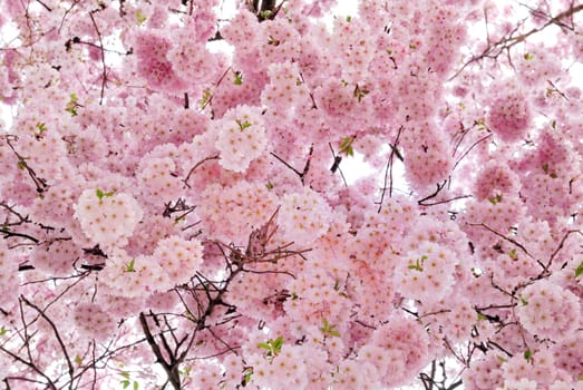 Softly glowing cherry blossoms on the tree