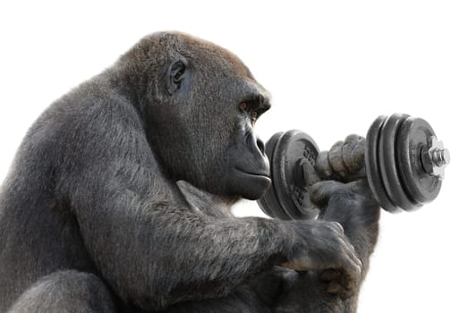 Gorilla does strength training with dumbbell
