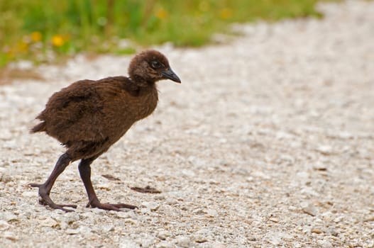 Weka Baby