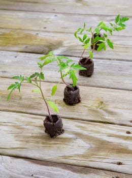 Tomato plants