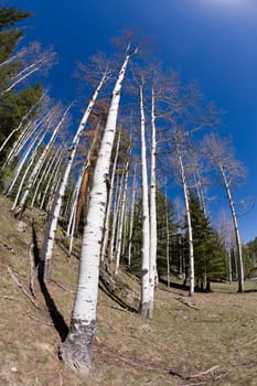Aspen Forest