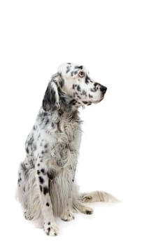 English Setter