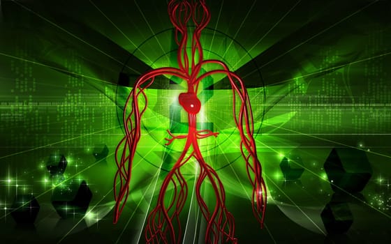 Vascular system